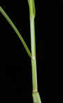 Oklahoma sedge